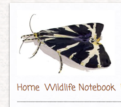 Part of the banner on JohnWalters.co.uk